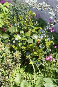 0d28715e-IMG_7068 kamelija.jpg